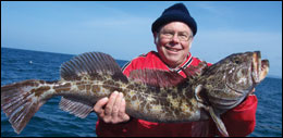 Ling Cod (pictured here) and rockfish (also called rock cod) are the two main fish we catch on our bottomfishing trips. 10 fish limit for rockfish, and 2 fish limit for ling cod (no size maximum).